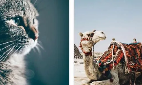 超萌鸭(美化创作软件) 超萌鸭(美化创作软件)