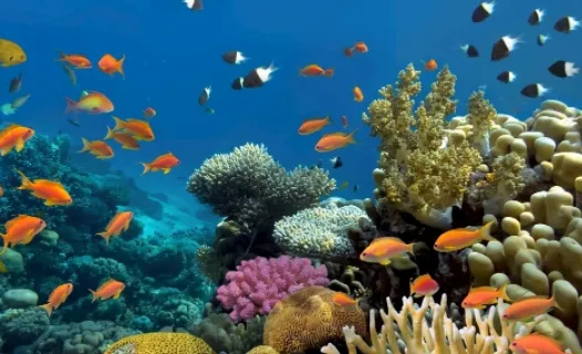 С�����ֽ2026�ٷ����°汾