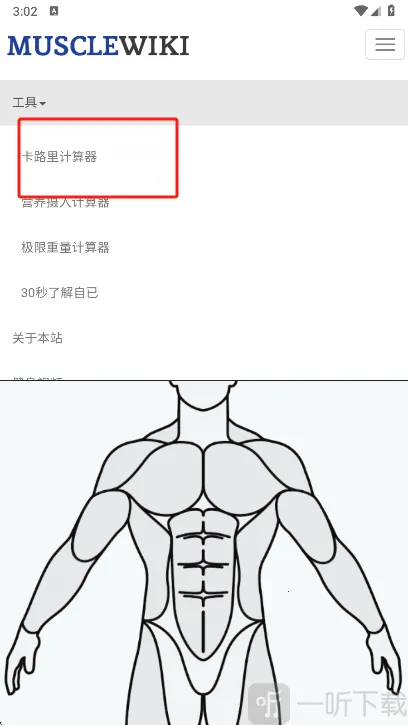 Muscle Wiki