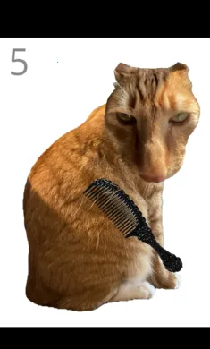 ��è��ë2026�ٷ����°汾v1.0 �ֻ����ͼ