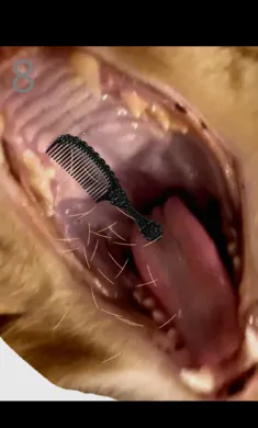 ��è��ë2026�ٷ����°汾v1.0 �ֻ����ͼ