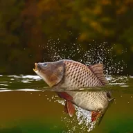 �����ֳ(����֪ʶƽ̨)